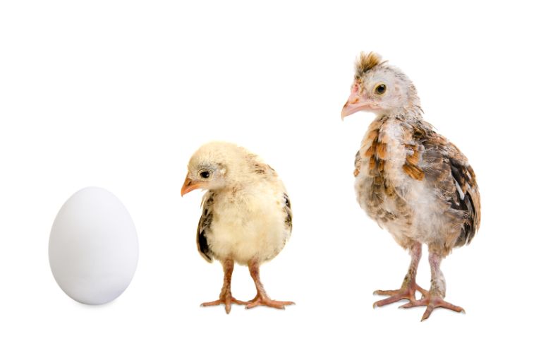 Grunnlinjesammenligninger starter fra "null": viser overgang egg til kylling