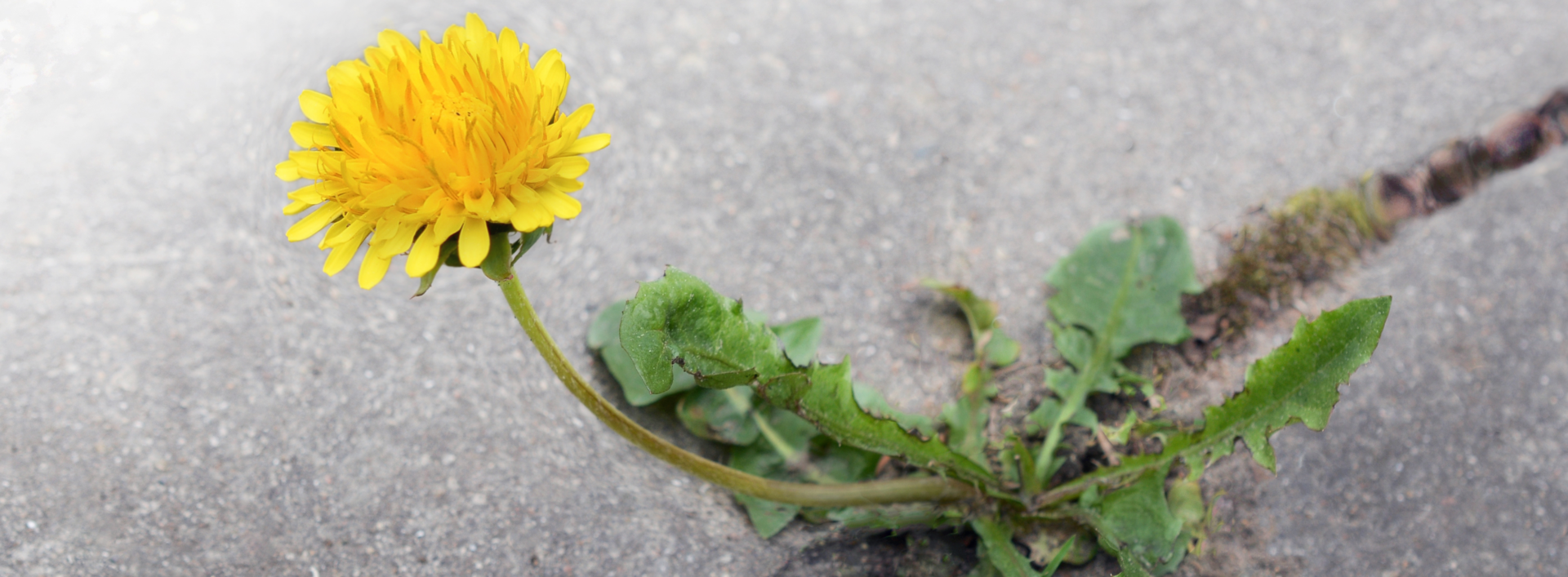 Flower growing in the ashphalt. Illustration photo.