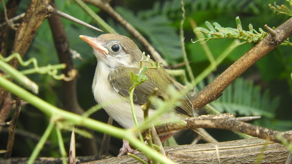 Tailor Bird chick sitting on a branch in the forest seen in Pallikaranai Marshland, Chennai.  