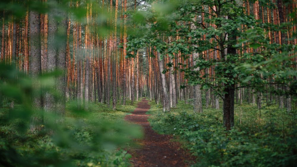 Sti gjennom skog. Foto
