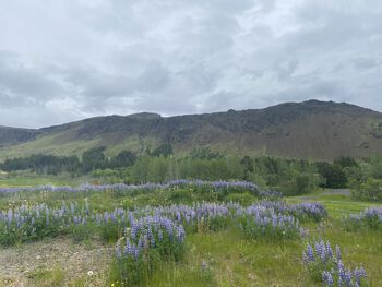 Flower ,Sky ,Plant ,Cloud ,Plant community.